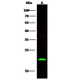 Invitrogen BID Recombinant Rabbit Monoclonal Antibody (002) 100 &mu;L | Buy Online | Invitrogen&trade; | Fisher Scientific