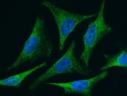 Invitrogen BID Recombinant Rabbit Monoclonal Antibody (005) 100 &mu;L;