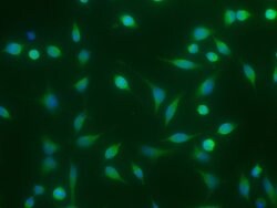 Invitrogen BMP-2 Recombinant Rabbit Monoclonal Antibody (110) 100 &mu;L;