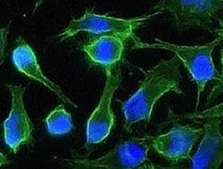 Invitrogen CD147 Recombinant Rabbit Monoclonal Antibody (125) 100 &mu;L;