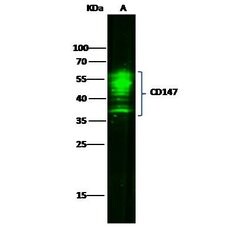 Invitrogen CD147 Recombinant Rabbit Monoclonal Antibody (125) 100 &mu;L;