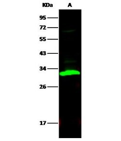 Invitrogen Carbonic Anhydrase II Recombinant Rabbit Monoclonal Antibody (001) 100 &mu;L | Buy Online | Invitrogen&trade; | Fisher Scientific