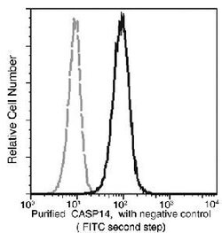 Invitrogen Caspase 14 Monoclonal Antibody (05) 100 &mu;L; Unconjugated:Antibodies,