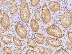 Invitrogen Caspase 14 Monoclonal Antibody (20) 100 &mu;L; Unconjugated:Antibodies,