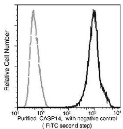 Caspase 14 Recombinant Rabbit Monoclonal Antibody (145):Antibodies, Recombinant