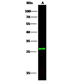 Invitrogen CCDC134 Recombinant Rabbit Monoclonal Antibody (026) 100 &mu;L;