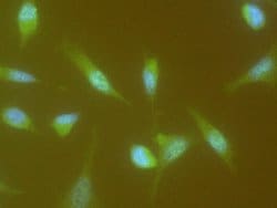 Cyclin A1 Monoclonal Antibody (3F6B2C2), Invitrogen 100 &mu;L; Unconjugated:Antibodies,