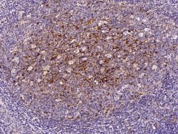 Invitrogen CD200 Recombinant Rabbit Monoclonal Antibody (333) 100 &mu;L;