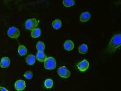 Invitrogen B7-H3 Monoclonal Antibody (06) 100 &mu;L; Unconjugated:Antibodies,