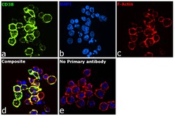 Invitrogen CD38 Recombinant Rabbit Monoclonal Antibody (003) 100 &mu;L;