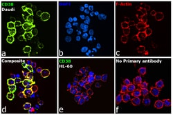 Invitrogen CD38 Recombinant Rabbit Monoclonal Antibody (003) 100 &mu;L;