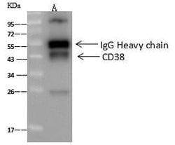 Invitrogen CD38 Recombinant Rabbit Monoclonal Antibody (003) 100 &mu;L;