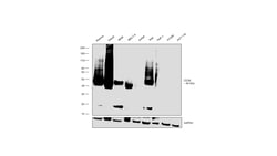 Invitrogen CD38 Recombinant Rabbit Monoclonal Antibody (003) 100 &mu;L;