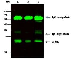 Invitrogen CD3d Recombinant Rabbit Monoclonal Antibody (138) 100 &mu;L;