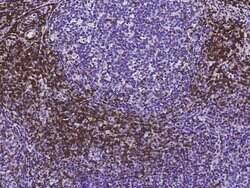 Invitrogen CD3d/CD3e Recombinant Rabbit Monoclonal Antibody (301) 100 &mu;L;