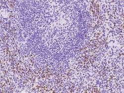 Invitrogen CD4 Recombinant Rabbit Monoclonal Antibody (113) 100 &mu;L;