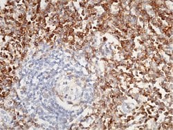 Invitrogen CD4 Recombinant Rabbit Monoclonal Antibody (113) 100 &mu;L;