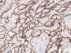 Invitrogen CD46 Monoclonal Antibody (1E3D1) 100 &mu;L | Buy Online | Invitrogen&trade; | Fisher Scientific