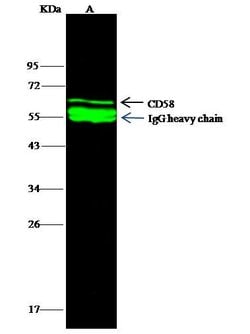 Invitrogen CD58 Recombinant Rabbit Monoclonal Antibody (085) 100 &mu;L;