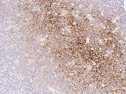 Invitrogen CD82 Monoclonal Antibody (07) 100 &mu;L; Unconjugated:Antibodies,