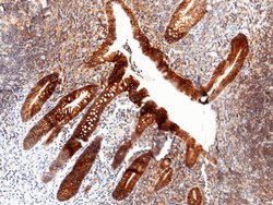 Invitrogen CDH17 Recombinant Rabbit Monoclonal Antibody (029) 100 &mu;L;