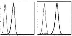Invitrogen N-cadherin Recombinant Rabbit Monoclonal Antibody (020) 100