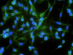 Invitrogen N-cadherin Recombinant Rabbit Monoclonal Antibody (020) 100