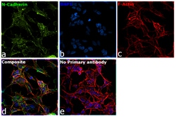 Invitrogen N-cadherin Recombinant Rabbit Monoclonal Antibody (020) 100