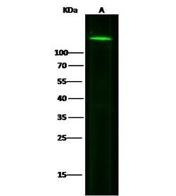Invitrogen N-cadherin Recombinant Rabbit Monoclonal Antibody (020) 100