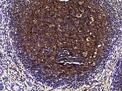 Invitrogen Apolipoprotein J Recombinant Rabbit Monoclonal Antibody (210)