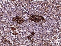 Invitrogen Apolipoprotein J Recombinant Rabbit Monoclonal Antibody (210)