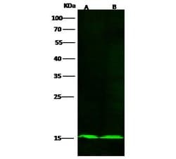 Invitrogen COX5B Recombinant Rabbit Monoclonal Antibody (020) 100 &mu;L;