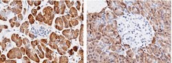 Invitrogen Carboxypeptidase A2 Monoclonal Antibody (02) 100 &mu;L; Unconjugated:Antibodies,