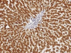 Invitrogen Cathepsin D Recombinant Rabbit Monoclonal Antibody (010) 100