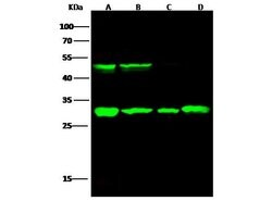 Invitrogen Cathepsin D Recombinant Rabbit Monoclonal Antibody (010) 100