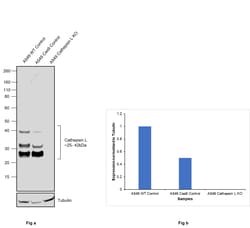 Invitrogen Cathepsin L Recombinant Rabbit Monoclonal Antibody (221) 100 &mu;L | Buy Online | Invitrogen&trade; | Fisher Scientific