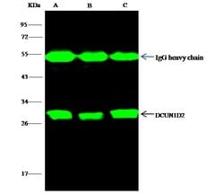 Invitrogen DCUN1D2 Recombinant Rabbit Monoclonal Antibody (001) 100 &mu;L;