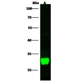 Invitrogen DCUN1D2 Recombinant Rabbit Monoclonal Antibody (001) 100 &mu;L;