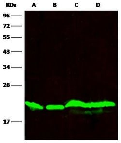 DIABLO Recombinant Rabbit Monoclonal Antibody (006):Antibodies, Recombinant