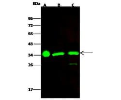 ECH1 Recombinant Rabbit Monoclonal Antibody (002):Antibodies, Recombinant