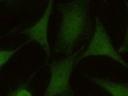 Invitrogen eIF3k Monoclonal Antibody (01) 100 &mu;L; Unconjugated:Antibodies,