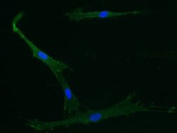 Invitrogen CD105 Recombinant Rabbit Monoclonal Antibody (103) 100 &mu;L;