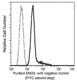 Invitrogen ENO3 Monoclonal Antibody (01) 100 &mu;L; Unconjugated:Antibodies,