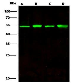 Invitrogen ENO3 Monoclonal Antibody (01) 100 &mu;L; Unconjugated:Antibodies,