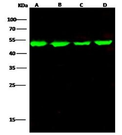 Invitrogen ENO3 Monoclonal Antibody (02) 100 &mu;L; Unconjugated:Antibodies,