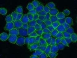 Invitrogen ENPP7 Monoclonal Antibody (10) 100 &mu;L; Unconjugated:Antibodies,