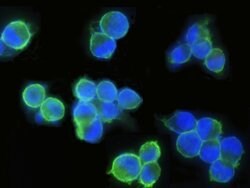 Invitrogen EpCAM Recombinant Rabbit Monoclonal Antibody (28) 100 &mu;L;