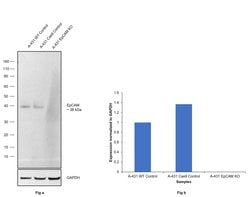 Invitrogen EpCAM Recombinant Rabbit Monoclonal Antibody (28) 100 &mu;L;
