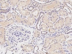 Invitrogen DSPG3 Monoclonal Antibody (03) 100 &mu;L; Unconjugated:Antibodies,