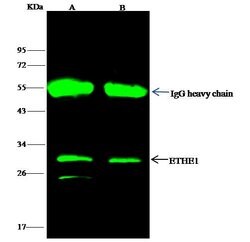 Invitrogen ETHE1 Recombinant Rabbit Monoclonal Antibody (001) 100 &mu;L;